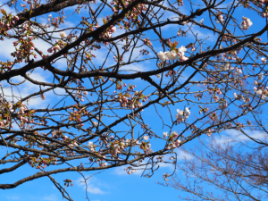 佐野桜