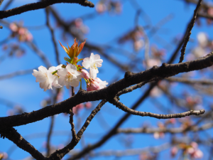 佐野桜