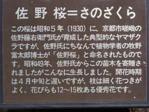 佐野桜